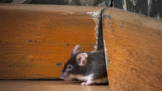 Mice in Walls and Attics