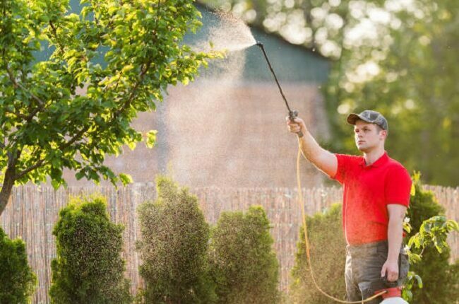 local pest control