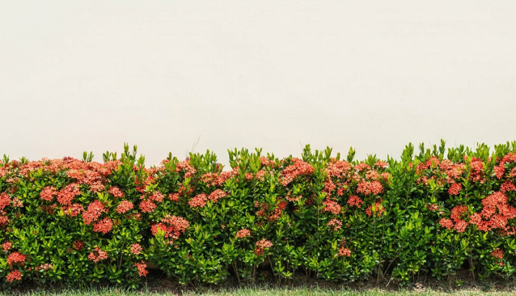 Landscape Plant