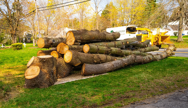 Tree Removal
